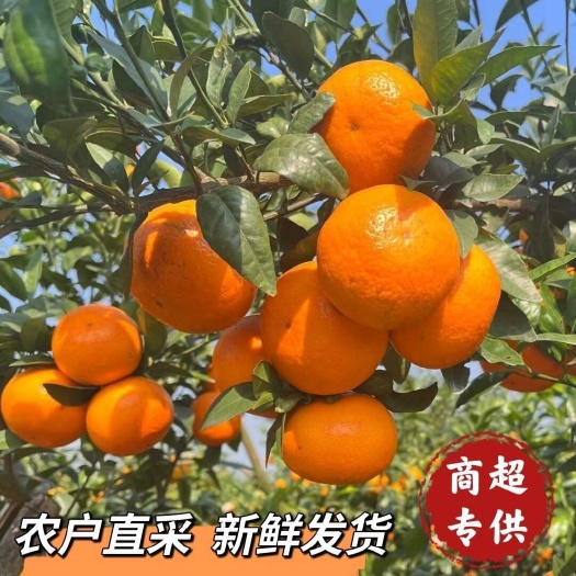 江油市纯甜沃柑应季水果四川高山重植，支持一件代发