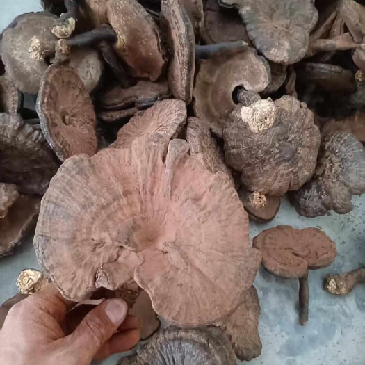 江西省赣州市寻乌产地 带粉紫灵芝 通货 优质灵之  泡茶泡酒