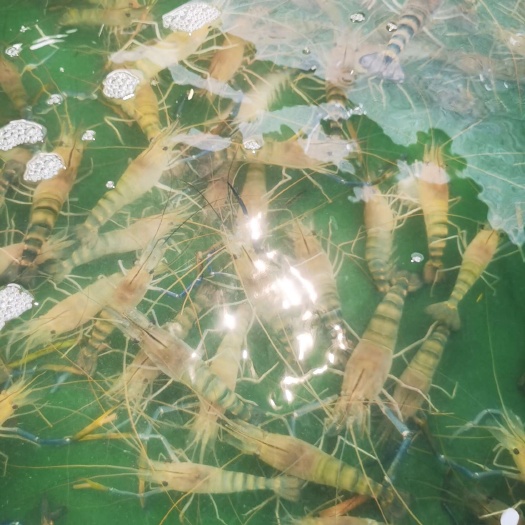 珠海罗氏虾各种规格