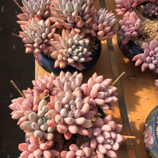 昆明所罗门大老桩