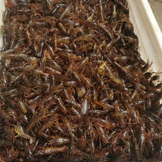 洪湖市小龙虾