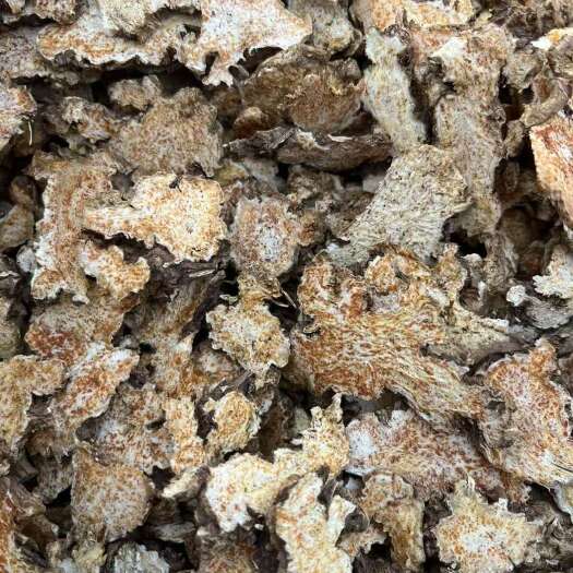 安国市好货带点苍术，保真，要散思把伞儿吧玲玲伞似-