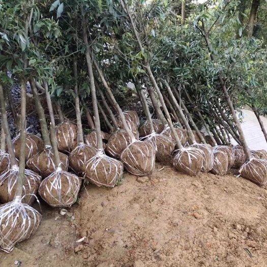 重庆3公分老鹰茶苗,重庆巫溪老鹰茶苗,重庆3-5公分老鹰茶苗