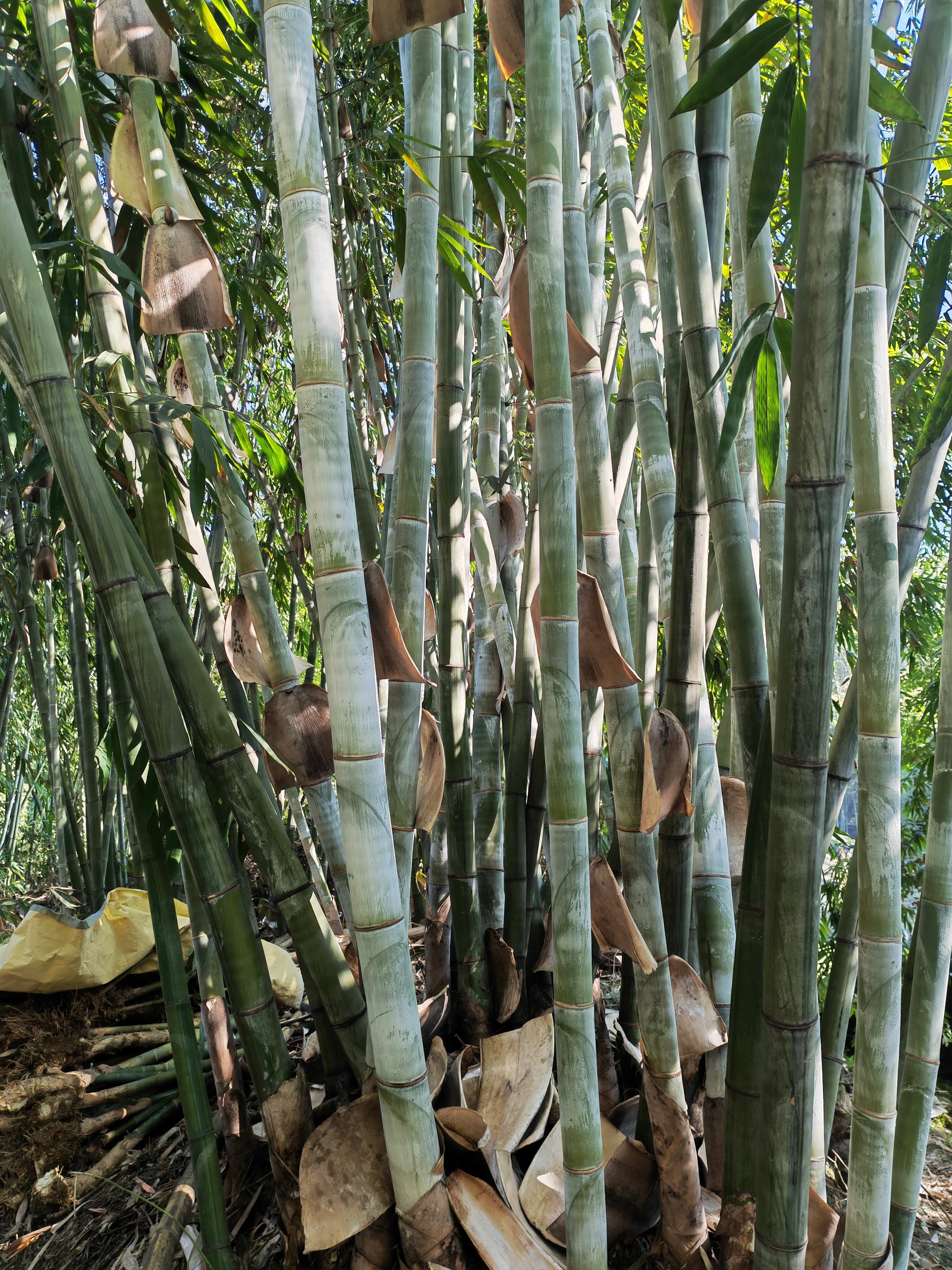 博源農(nóng)業(yè)竹苗基地
