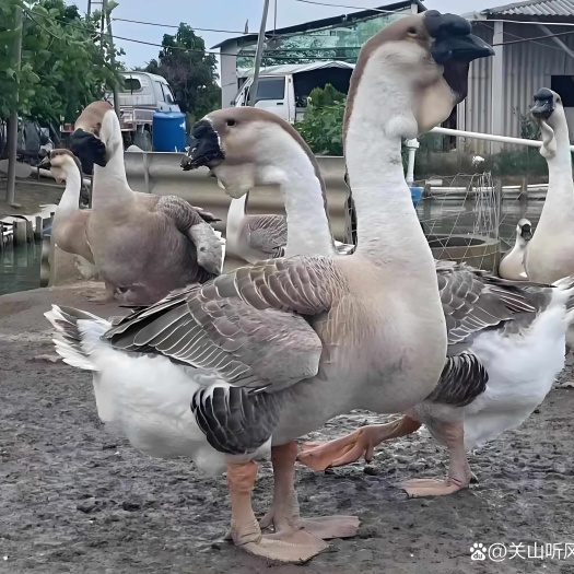 珠海正宗潮汕特大种狮头鹅脱温苗假一赔十，3/4斤，11/13斤的