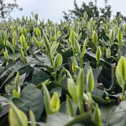 云南茶叶苗，云南文山茶叶苗，云南大理茶叶苗，云南乌牛早茶苗
