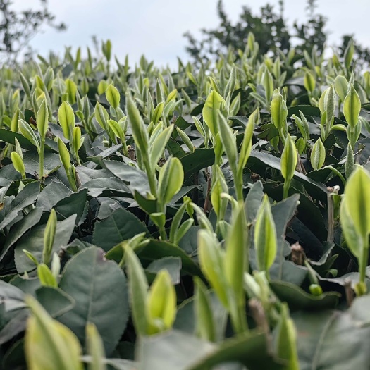 雅安云南茶叶苗，云南文山茶叶苗，云南大理茶叶苗，云南乌牛早茶苗