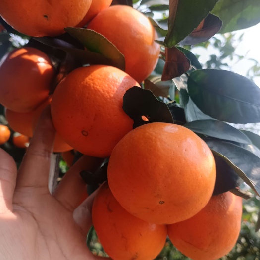恭城县大量沃柑供应，货源充足