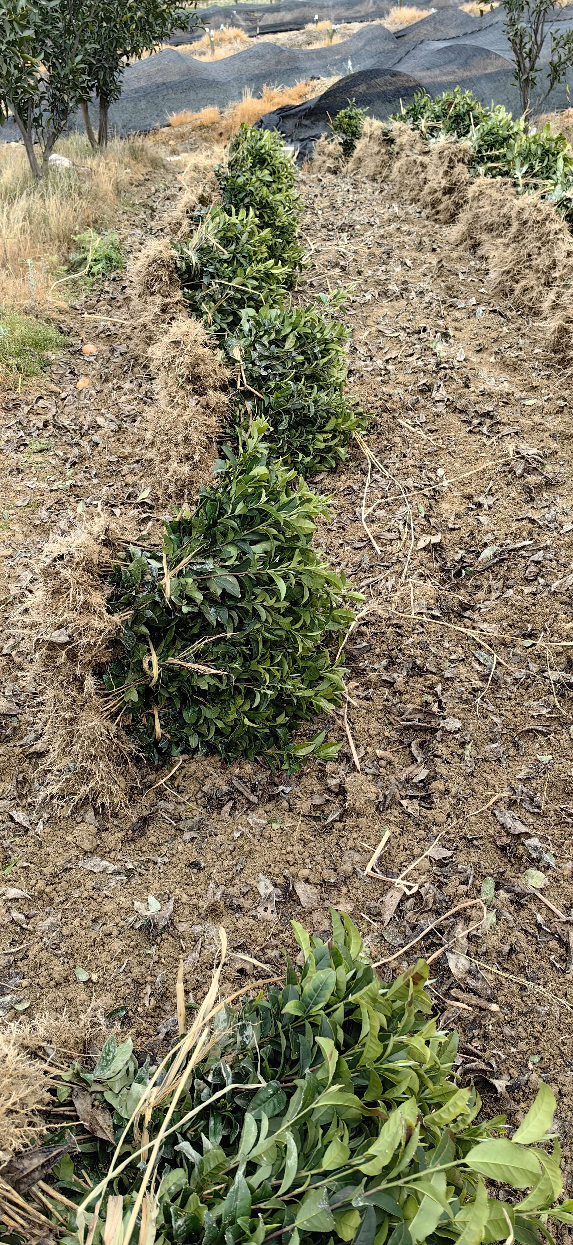 重庆茶叶苗，重庆茶苗基地，重庆福选9号茶苗，重庆安吉白茶苗