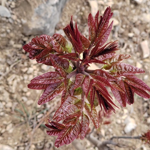 临朐县新鲜的野生香椿香椿芽