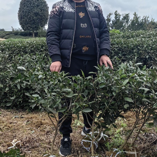 雅安湖北大茶树苗，陕西大茶树苗，云南大茶树苗，四川大茶树苗