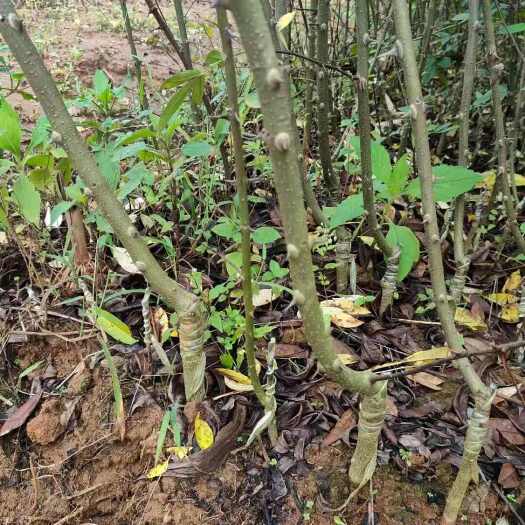 花椒嫁接苗，青花椒苗，红花椒苗，无刺花椒苗，四川花椒苗