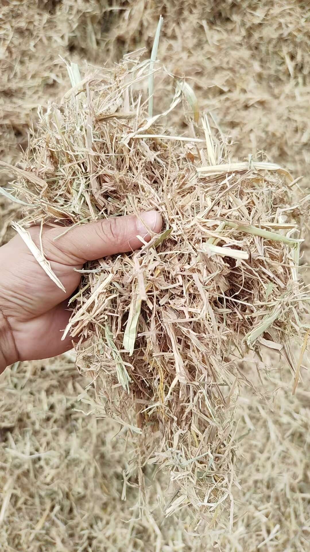 养殖场牛羊牧草