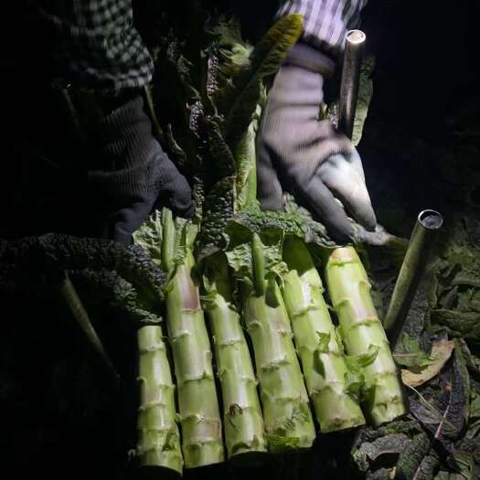 渭南莴笋有红叶香拿，圆叶白笋