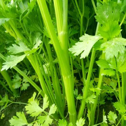 巨野县山东菏泽新鲜香芹批发 直供叶菜类蔬菜 巨野县产地发货