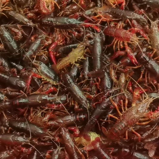 东海县热销小龙虾，小龙虾批发，规格齐全，硬规格