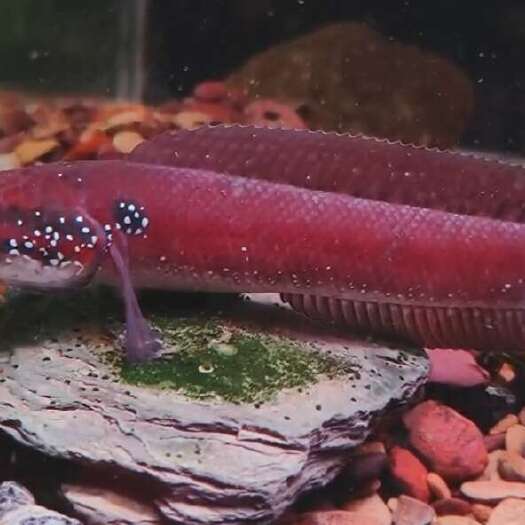 浦北县红化七星鱼，零售跟批发。观赏性好，可玩性强，互动性强