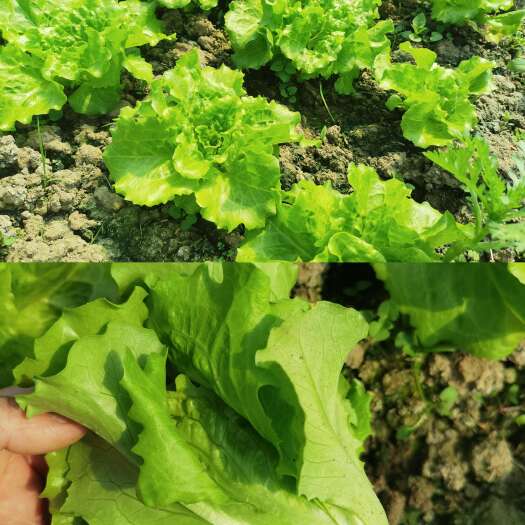 仪征市新鲜意大利生菜 扬州直发 优选品质 绿色健康蔬菜