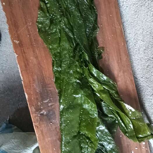 大连脱水鲜海带
