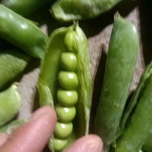 青碗豆