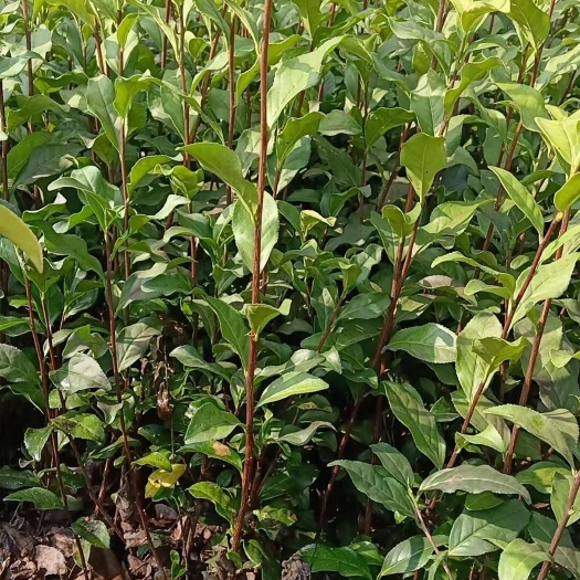 雅安金牡丹茶苗，金牡丹茶叶苗，四川金牡丹茶苗，贵州金牡丹茶苗