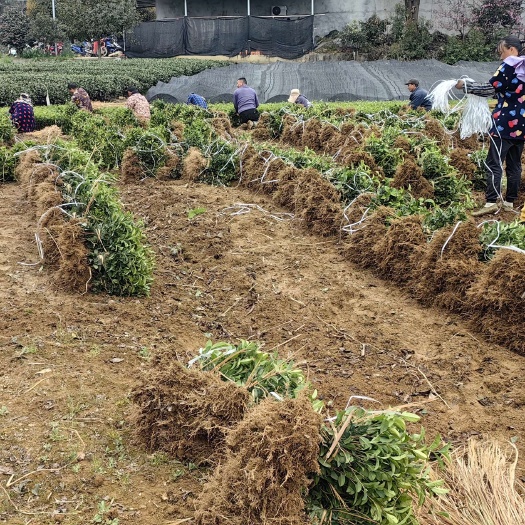 龙井43茶苗，贵州龙井茶苗，陕西龙井茶苗