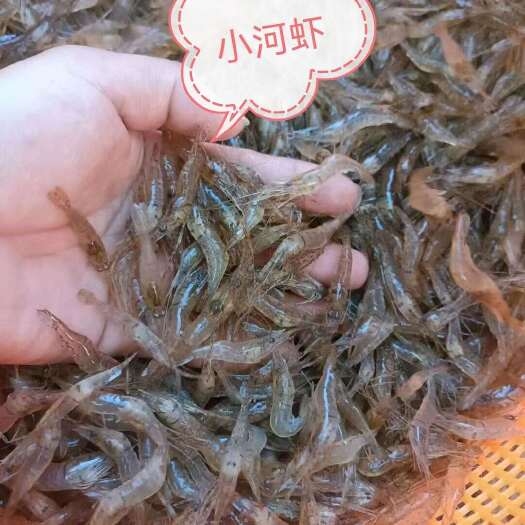 北海小河虾，每日大量发货，品质好