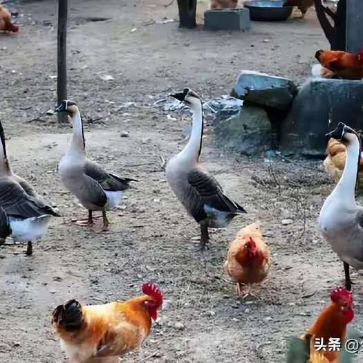 耒阳市山地散养雁鹅