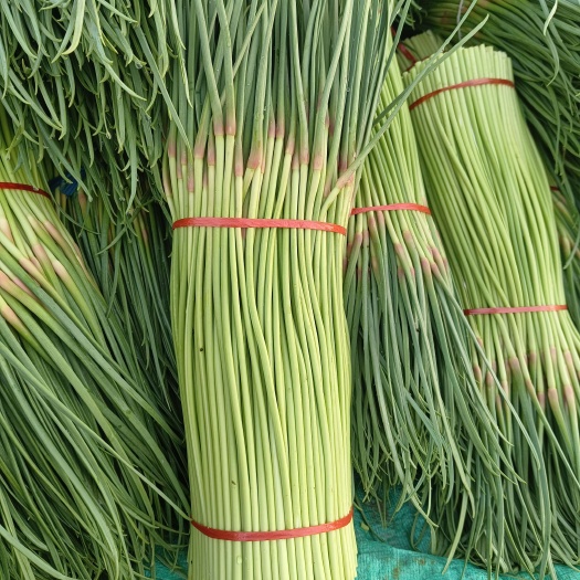 中牟精品红帽蒜苔大量上市，对接各大小批发市场，电商平台