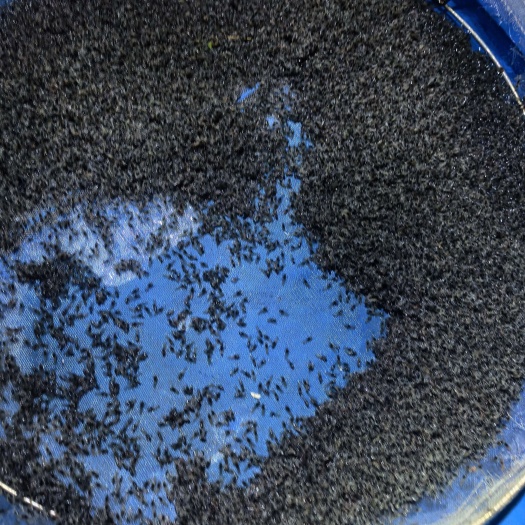 海口海南鲜活澳洲龙虾苗供应 品质可靠源头发货