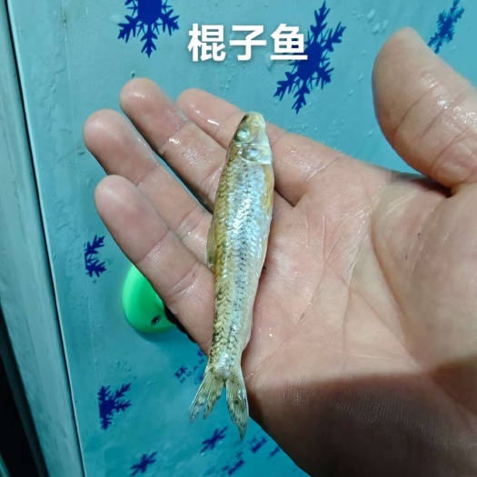棍子/实心鱼，口感鲜甜，冰鲜/冻版发货，品质有保证。