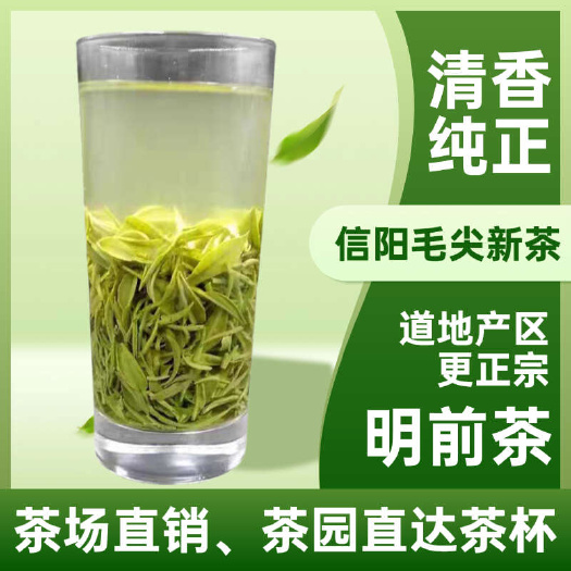 信阳信阳毛尖茶25年新茶叶明前手工浓香型送礼炒青绿茶场直销