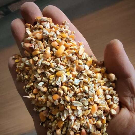 涟水县养殖碎玉米毛粮现货可完全替代好玉米使用净粮毛粮碎玉米过筛粮