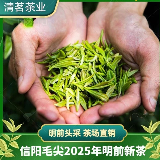 信阳毛尖茶信阳毛尖茶叶2025年明前开园新茶炒青绿茶散装茶场直销