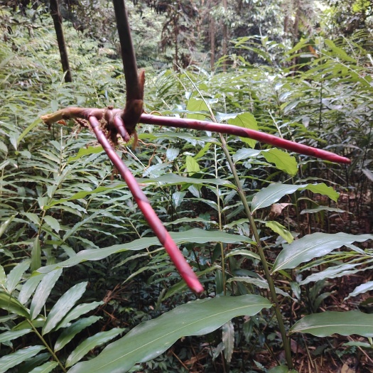 蒙山县砂仁苗种