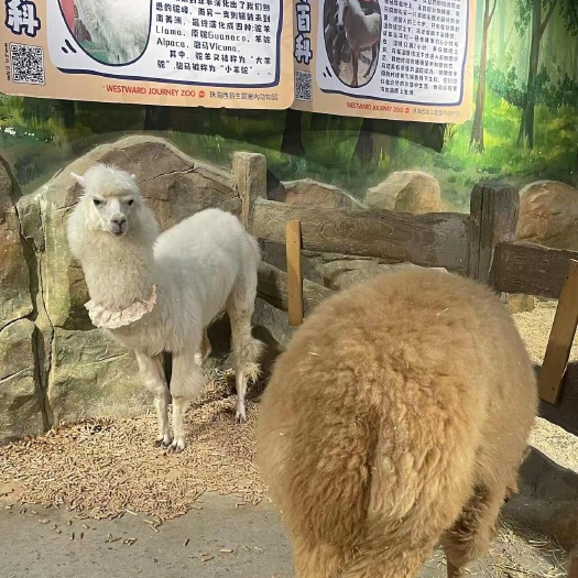 嘉祥县成年大体羊驼和小羊驼大量有货