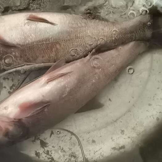 花莲鱼