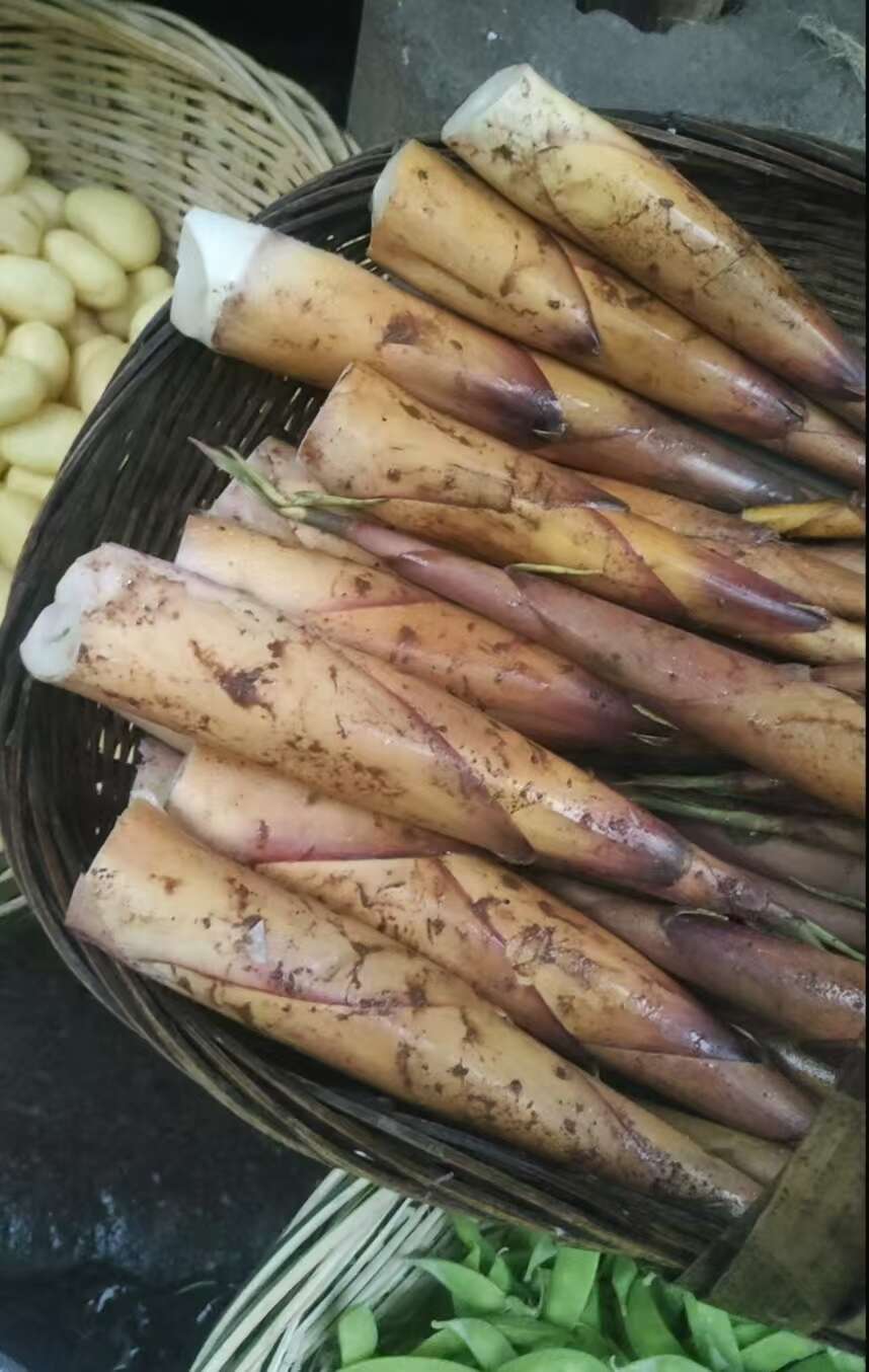 出售早产苦笋种苗