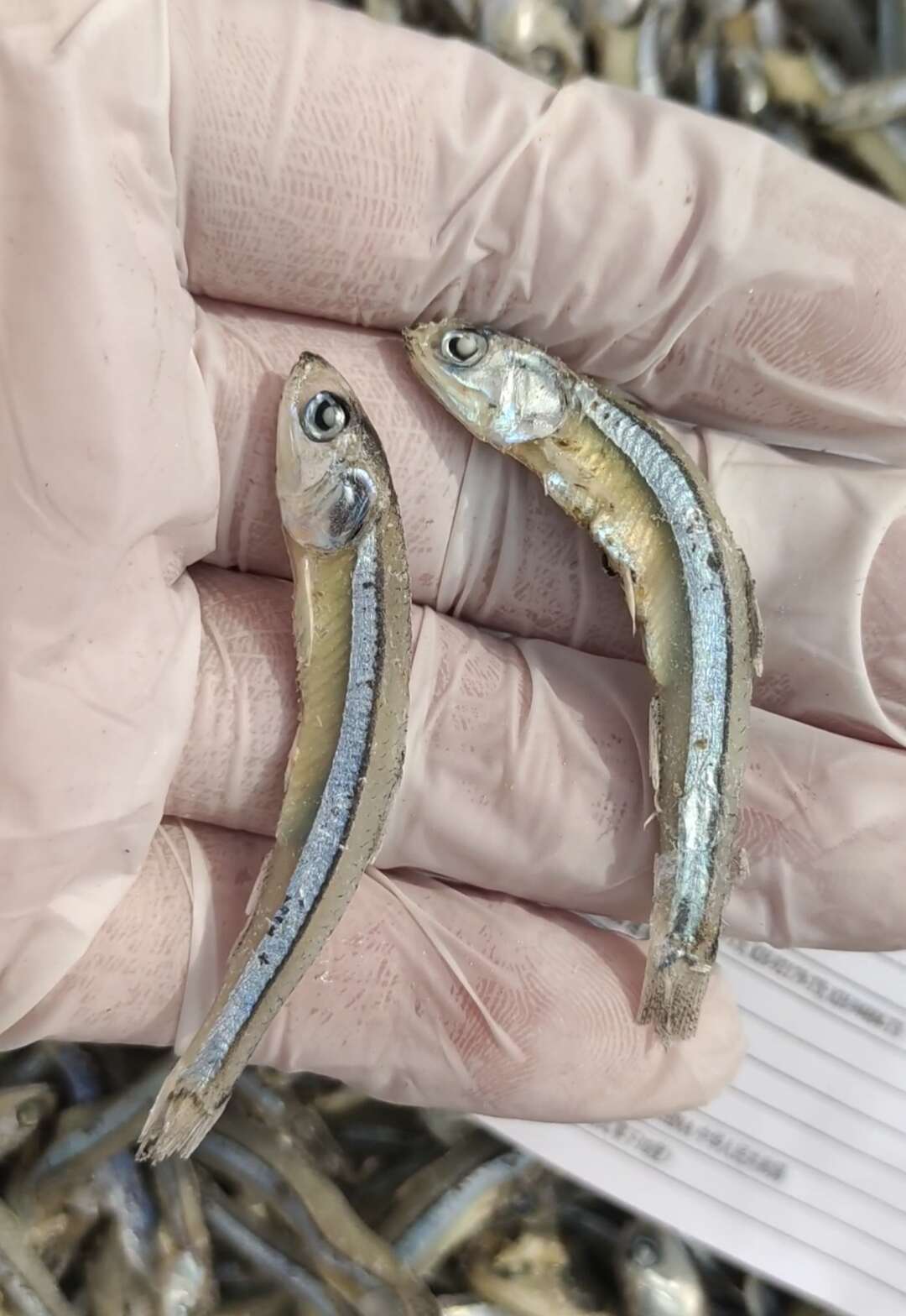 海燕鱼干！公鱼干，干度超好一点不咸！小朋友可以当零食越嚼越香