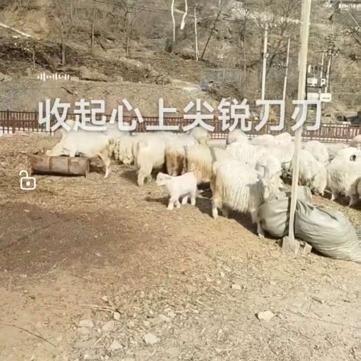 北京市房山区霞云岭跑山羊
