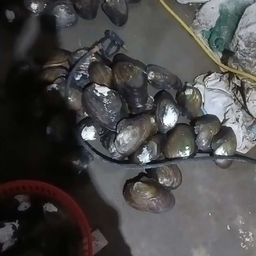 连云港河蚌供应