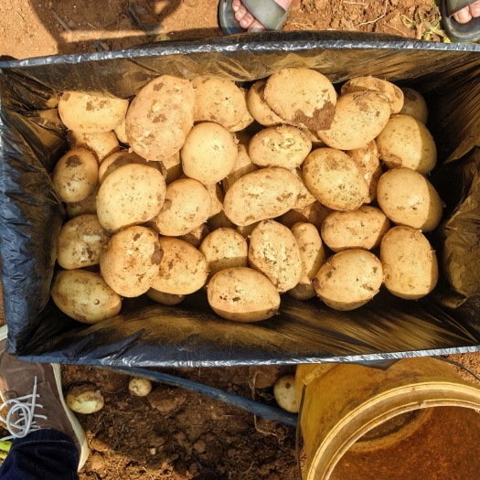 云南文山土豆大量上市