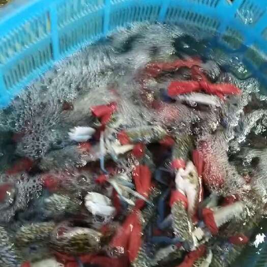 惠州蓝花大公蟹