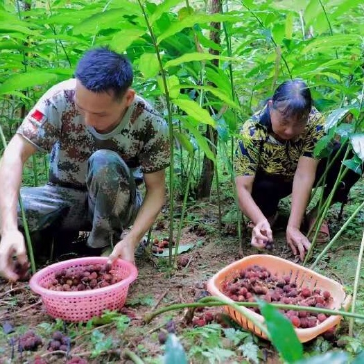 蒙山县砂仁苗（无须人工授粉品种）