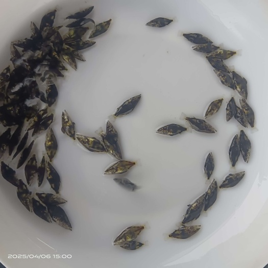 2025新苗鳜鱼苗季花桂花饲料鳜路亚翘嘴鳜
