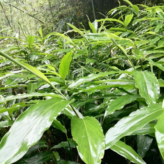 蒙山县高产新品种（砂仁苗）