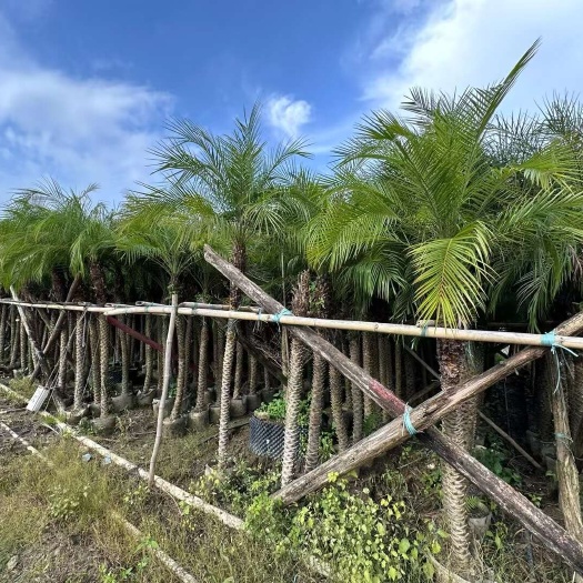 中山市美丽龙鳞针葵，大量供应