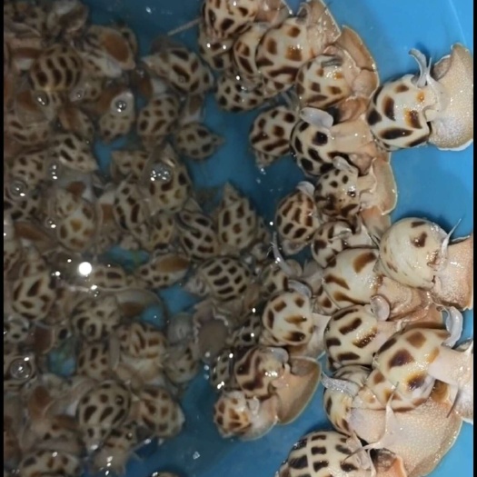 海口新鲜东风螺 海南直发 当日捕捞 海口美兰区发货