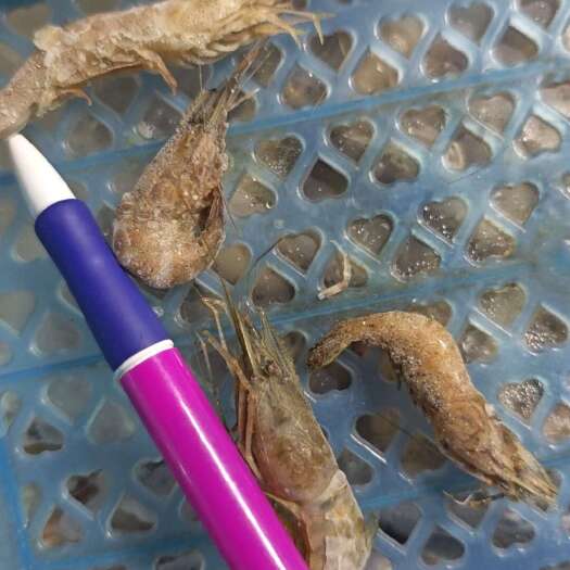 北海特大号河虾