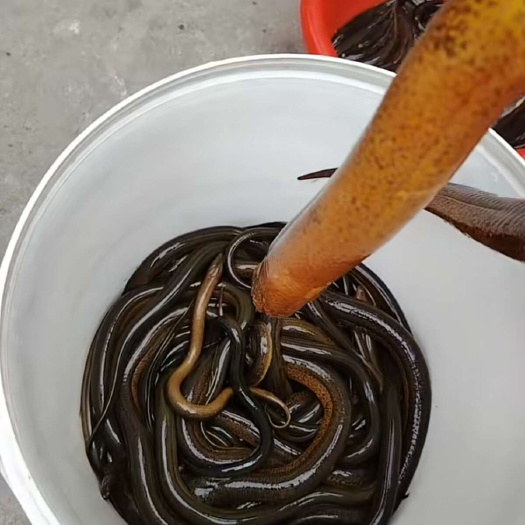 襄樊湖北地道纯善鱼。假一赔十要的提前预约，要抓需要时间。